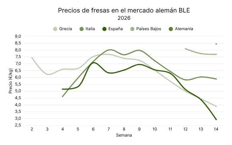 Precios de fresas en el mercado alemán BLE, 2026 (2).jpg